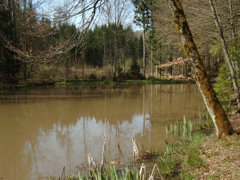 Markteich im Schönbuch